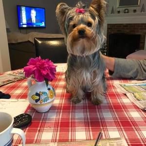 Meet your Posher, Pauline